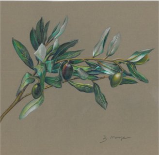 aceitunas